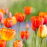 Thumbnail of post image 156